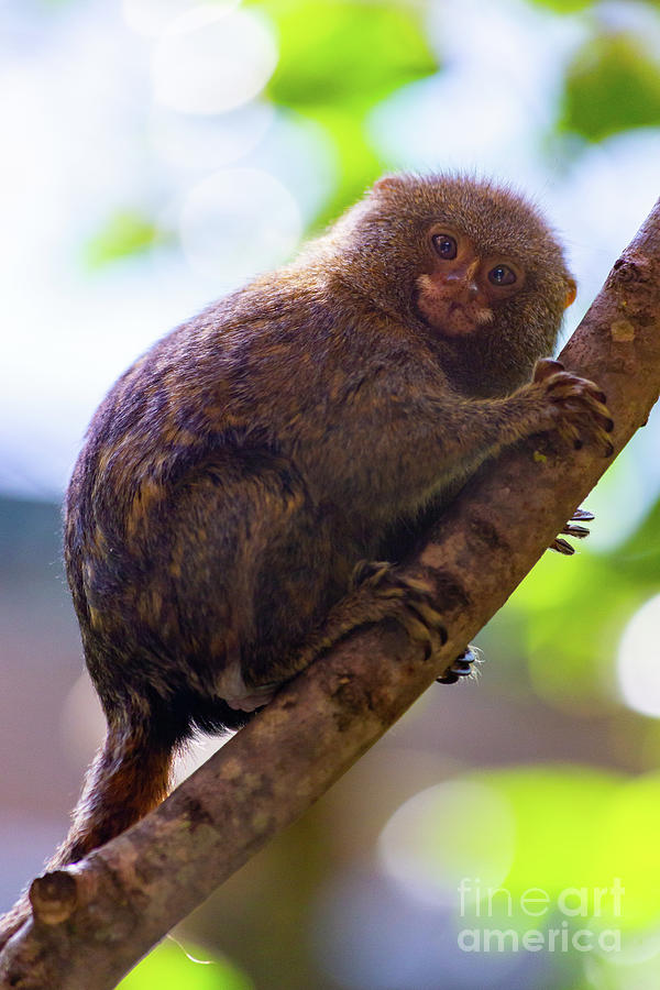 Western pygmy marmoset Photograph by Giuseppe Cammino - Pixels