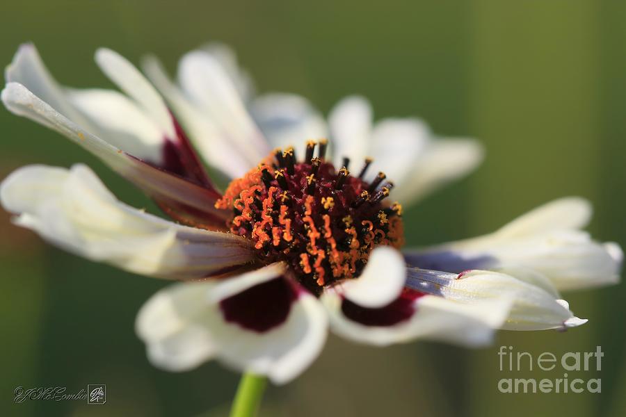 White and Burgundy Coreopsis from the Incredible Mix #3 Photograph by J McCombie