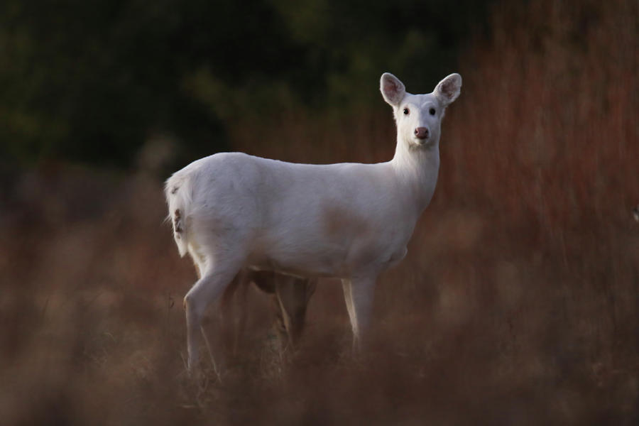 White Doe #3 Photograph by Brook Burling