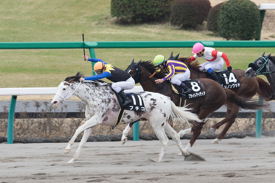 White filly Buchiko wins Kazusa Stakes at Nakayama Racecourse, Japan #3 Photograph by Lo Chun Kit