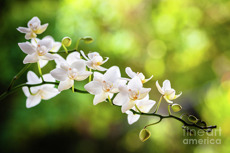 White Orchid Flowers Photograph by Raul Rodriguez
