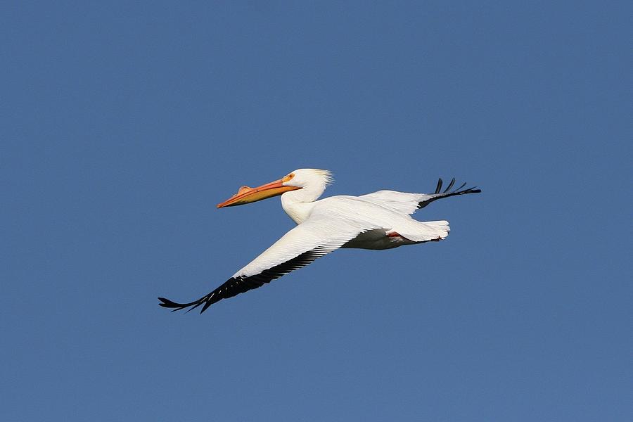 White pelican Photograph by Roger Look - Fine Art America