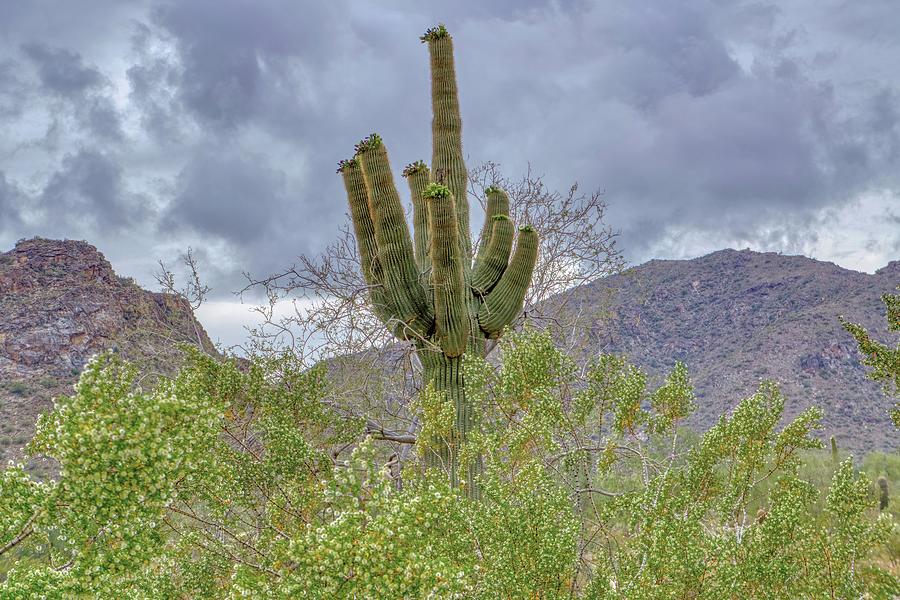 White Tank Mountain Scenes Near Phoenix Arizona #3 Photograph by Kenneth Roberts
