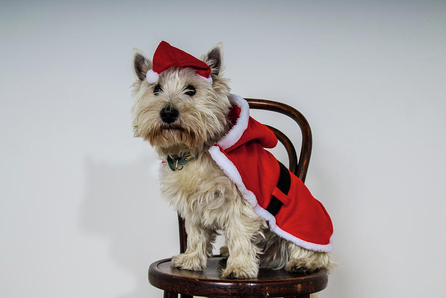 Dog wearing outlet santa suit