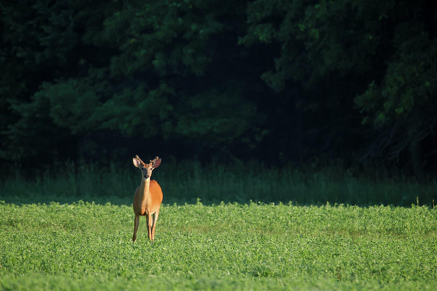 Whitetail Buck #3 Photograph by Brook Burling