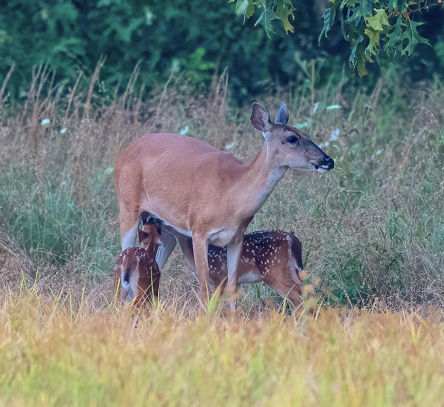 Whitetail Deer Nursing Twins Photograph by Robert Beal | Fine Art America