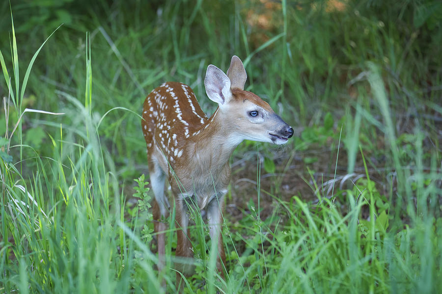 Whitetail Fawn #3 Photograph by Brook Burling