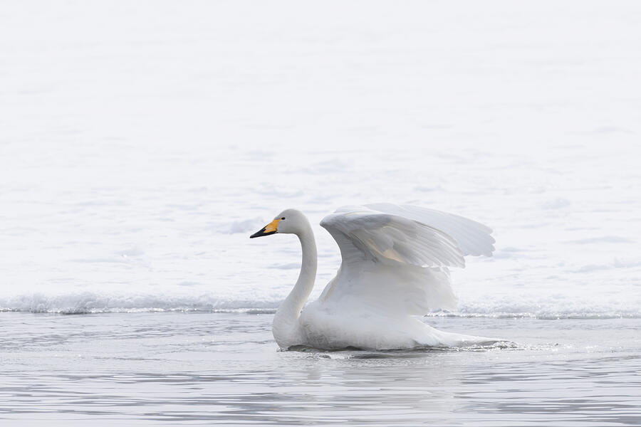 Whooper Swan, Lake Kussharo #3 Photograph by Kiran Joshi