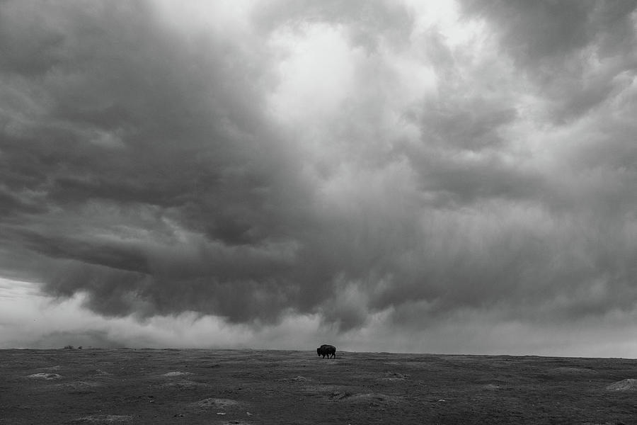Wide shot of lone buffalo at Theodore Roosevelt National Park in North Dakota in black and white #3 Photograph by Eldon McGraw