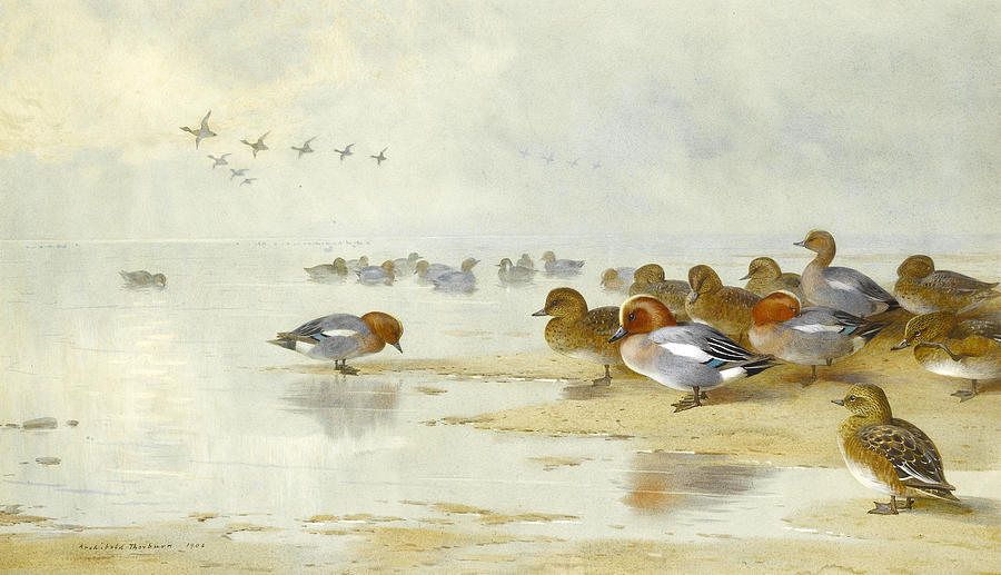 Wigeon and Teal by the waters edge #4 Drawing by Archibald Thorburn