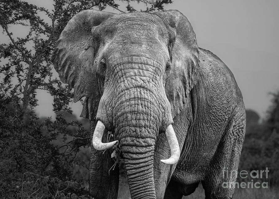 Wild African Elephant Photograph