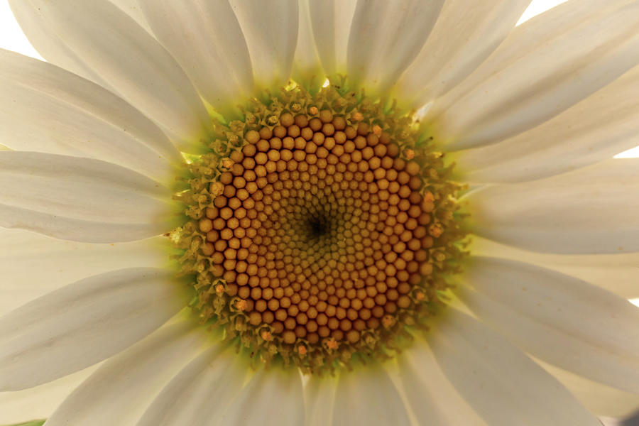 Wild Daisy #3 Photograph by SAURAVphoto Online Store