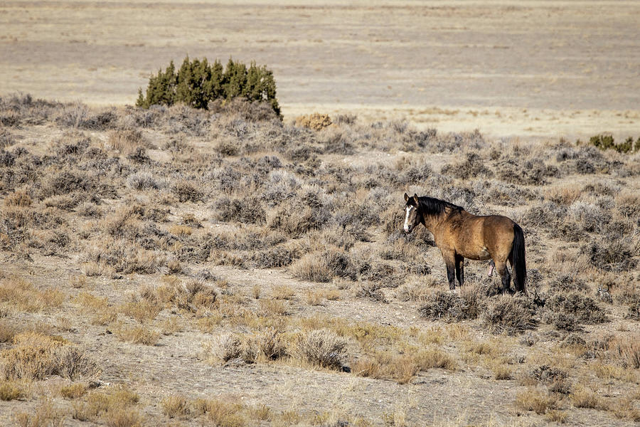 Wild Horses #3 Photograph by Julie Argyle