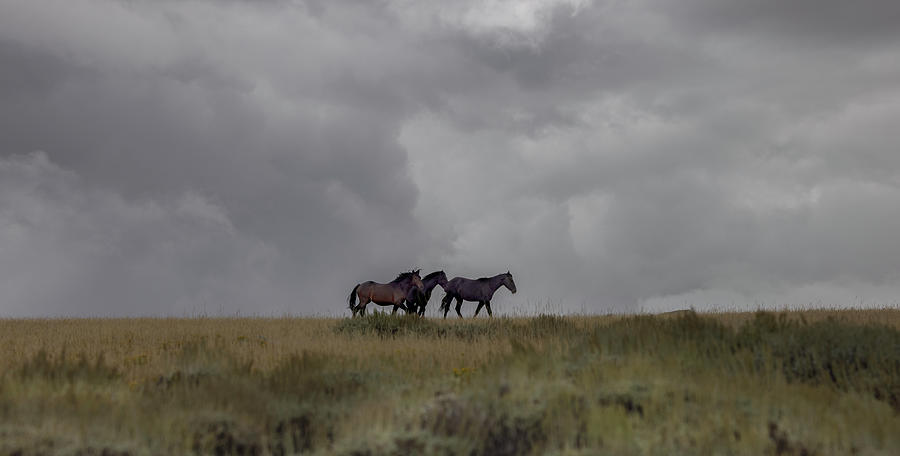 Wild Horses #3 Photograph by Laura Terriere