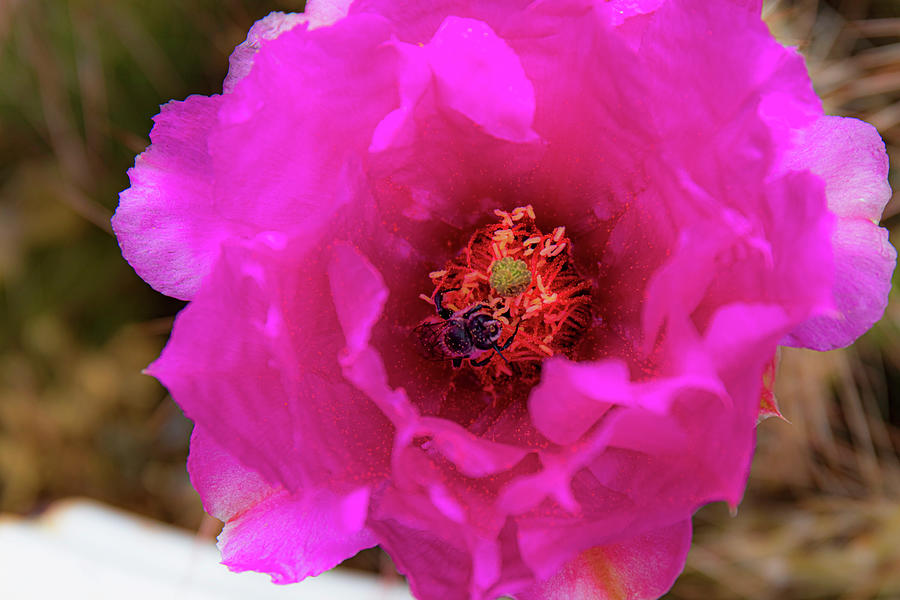 Wild Pink Cactus Flowers Photograph by Elijah Rael