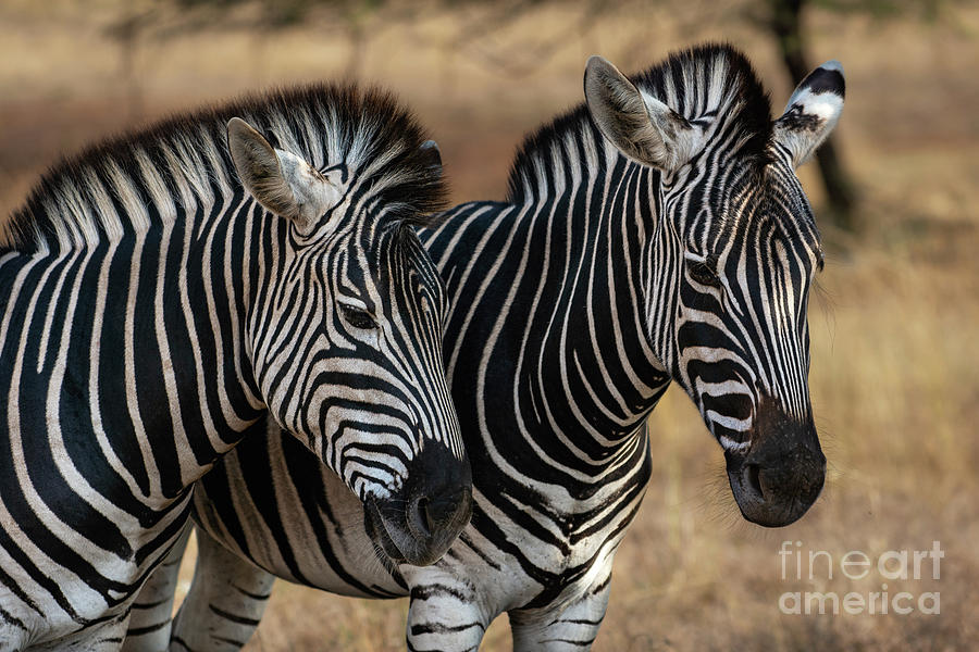 Wild Plains Zebras in South Africa. #3 Photograph by Jamie Pham