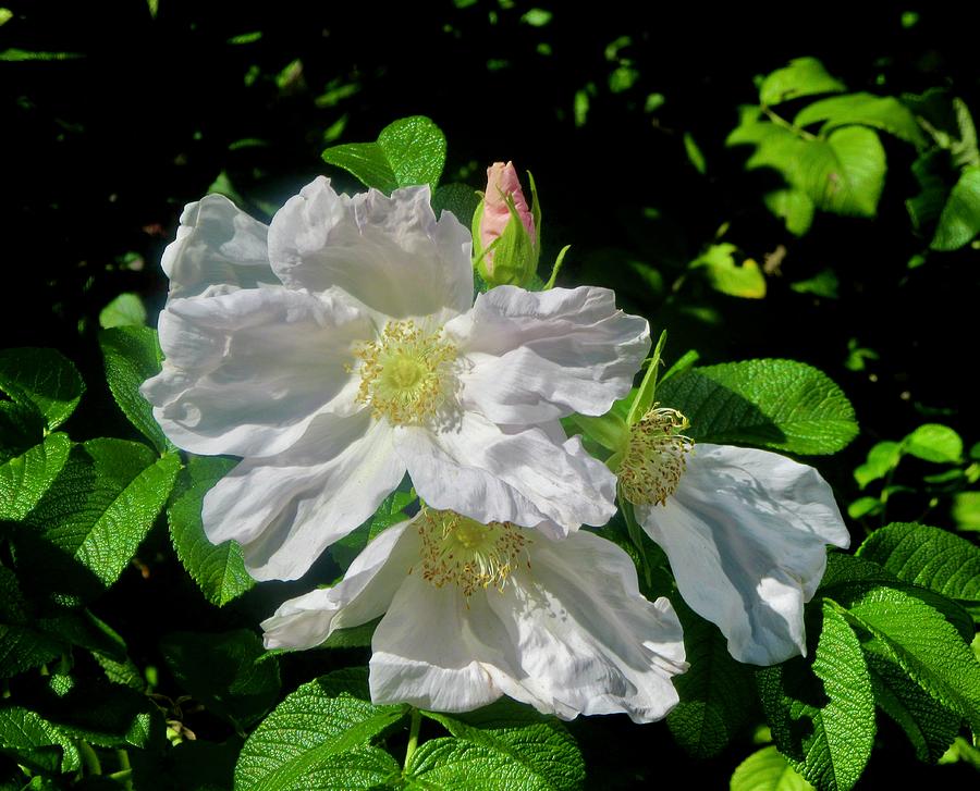 Wild Roses #3 Photograph by Stephanie Moore