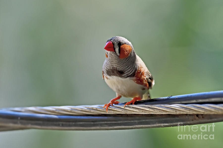 Wild Zebra Finch #3 Photograph by Amazing Action Photo Video