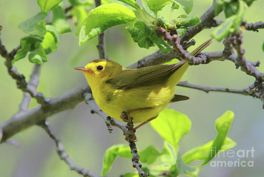 Wilsons Warbler #3 Photograph by Gary Wing