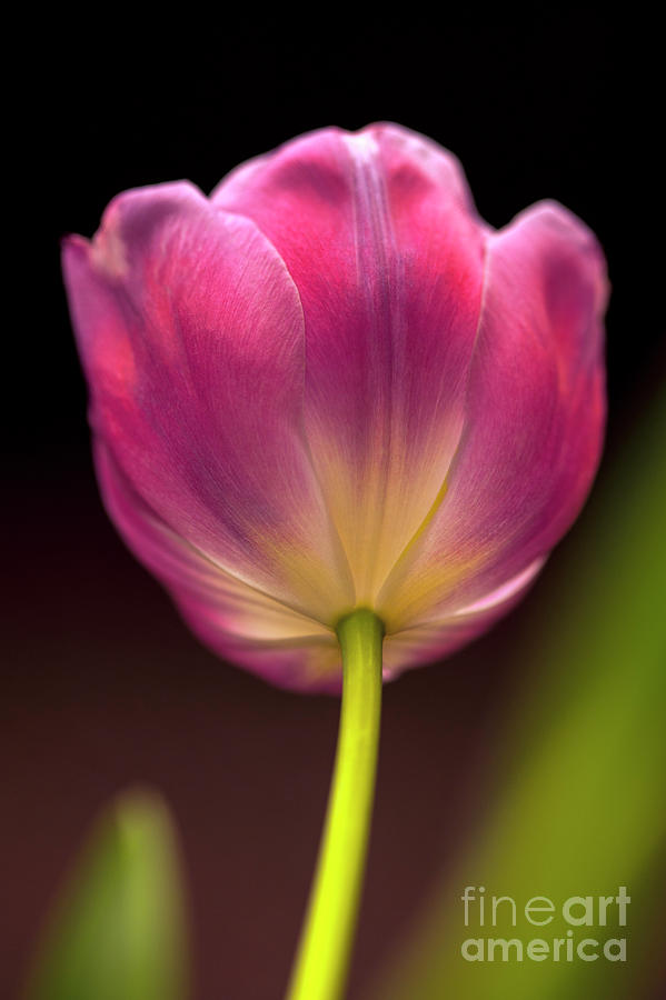 Window Light With Purple Tulips Photograph