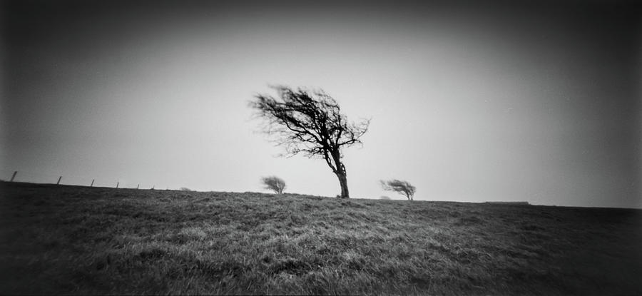 3 windswept trees on the South downs Photograph by Will Gudgeon