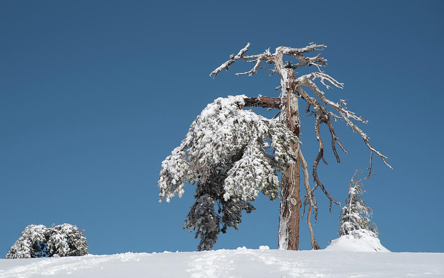 Winter landscape in snowy mountains. frozen snowy lonely fir trees against blue sky. #3 Photograph by Michalakis Ppalis