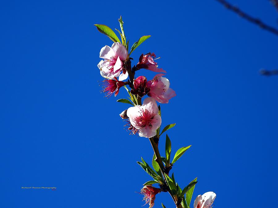 Winter Peach Blossoms #3 Photograph by Richard Thomas