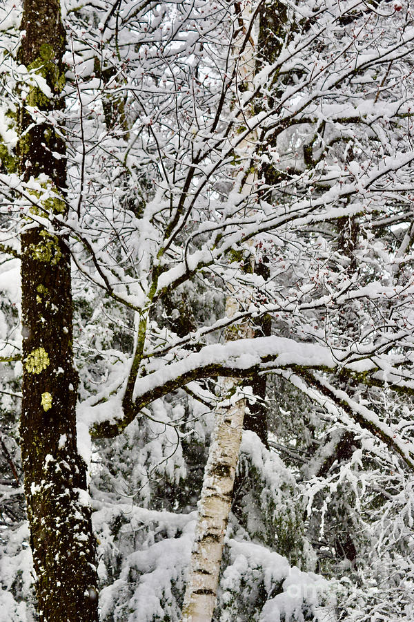 Winter Snow Trees  in Vermont Photograph by Debra Banks