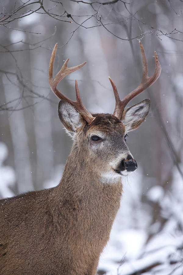 Winter Whitetail #3 Photograph by Brook Burling