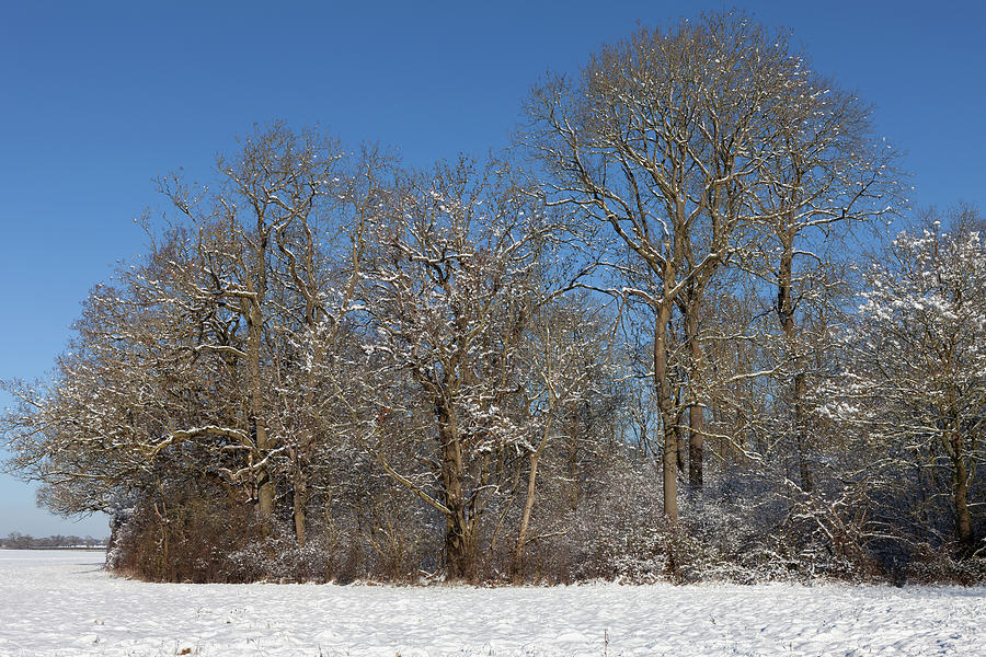 Winter Wonderland #3 Photograph by Nick Atkin