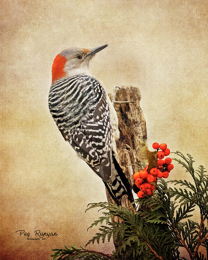 Winter Woodpecker #3 Photograph by Peg Runyan