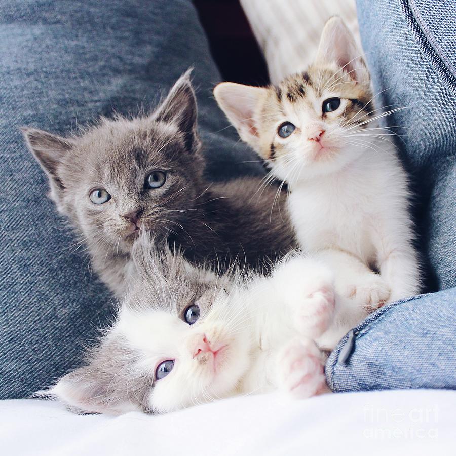 3 Wise Kitties  Photograph by Michael Graham