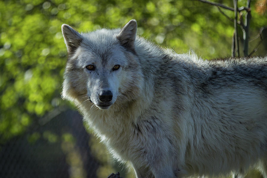 Wolf Photograph by Erin O'Keefe | Fine Art America