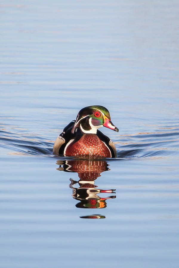 Wood Duck Reflection #3 Photograph by Brook Burling