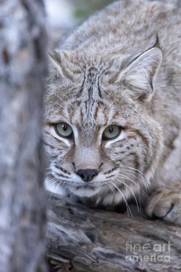 Wyoming Bobcat Photograph By Greg Bergquist Fine Art America 0779