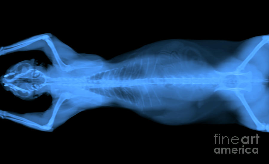 x ray CT scan of a cat #3 Photograph by Benny Marty