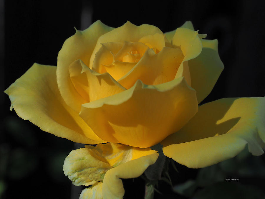 Yellow Beauty #3 Photograph by Richard Thomas