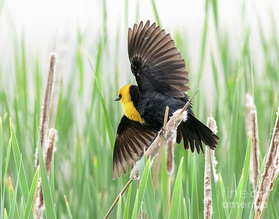 Yellow-headed Blackbird #3 Photograph by Dennis Hammer