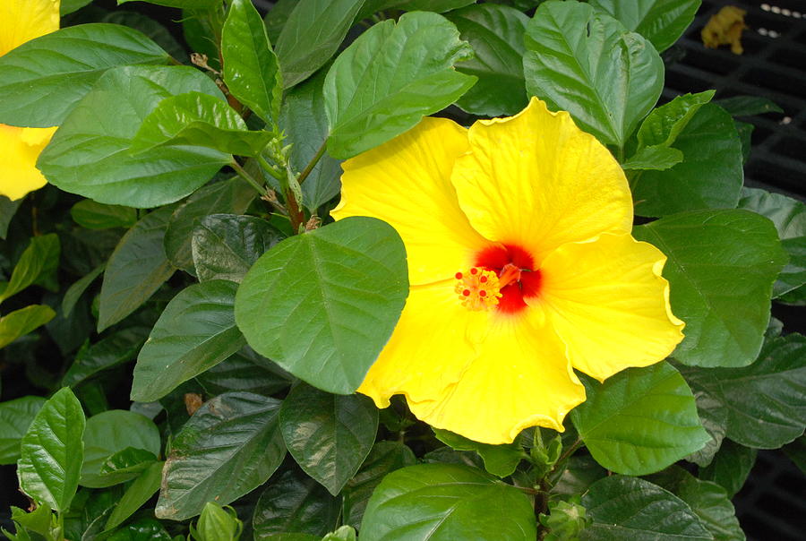 Yellow Hibiscus #3 Photograph by Ee Photography
