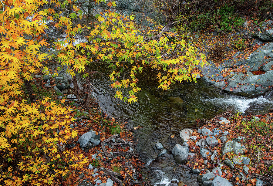 Yellow maple leaves on a tree above a river  from the beautiful  #3 Photograph by Michalakis Ppalis