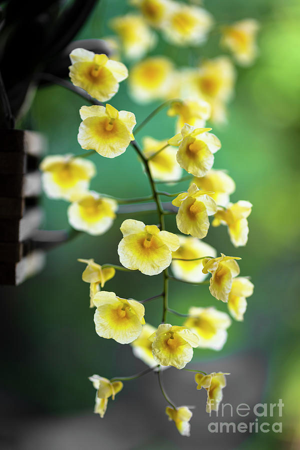 Yellow Orchid Flowers Photograph by Raul Rodriguez