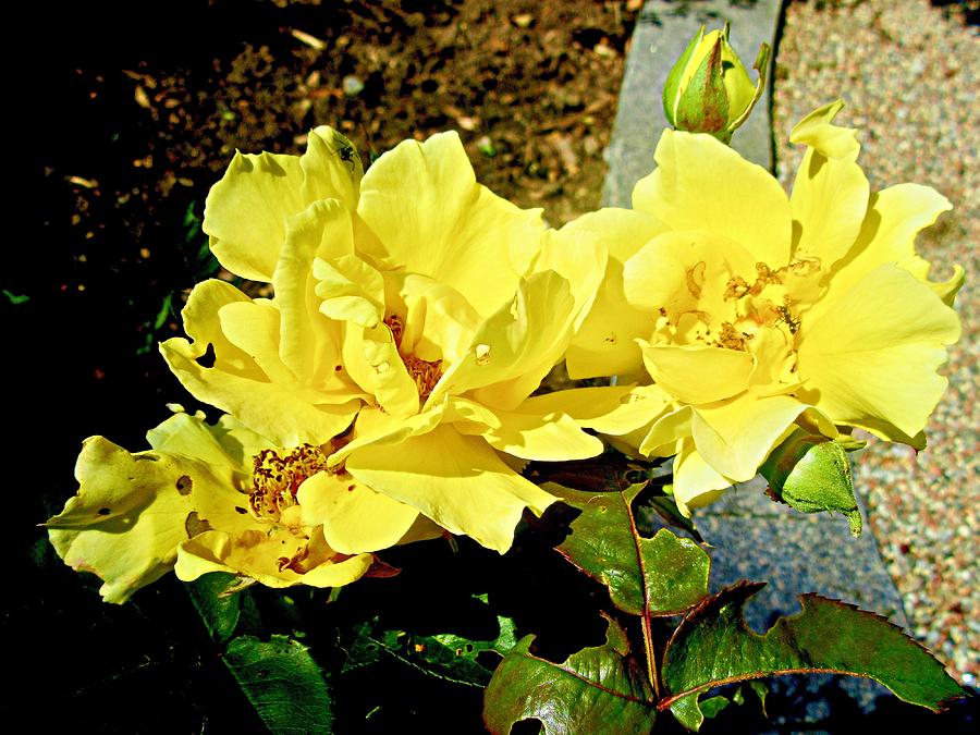 Yellow Roses #3 Photograph by Stephanie Moore
