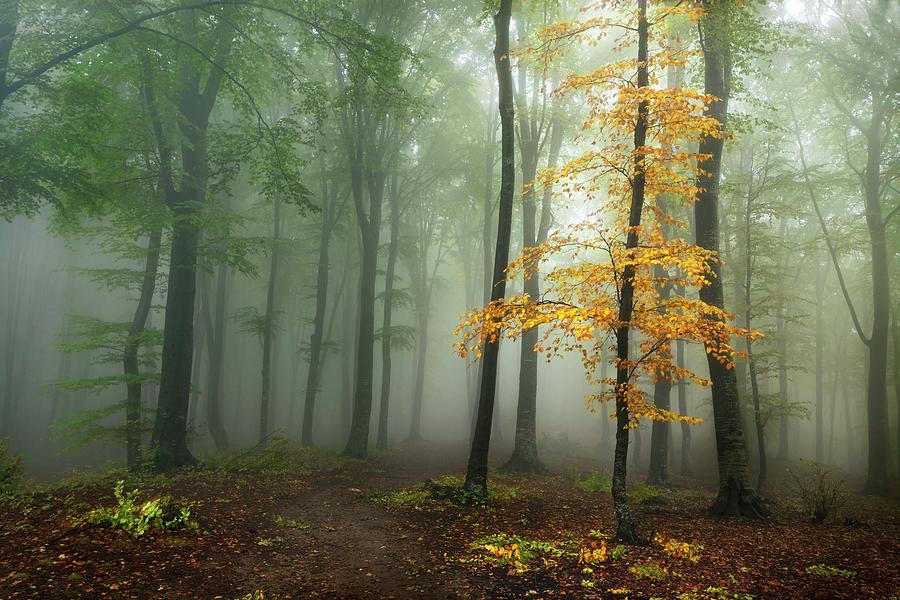 Yellow tree in foggy forest #3 Photograph by Toma Bonciu