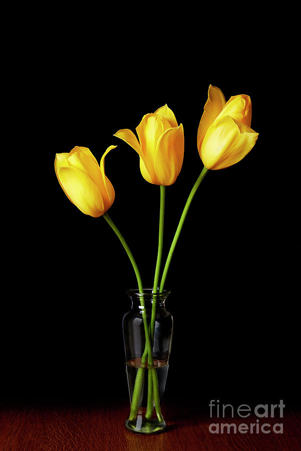 3 Yellow Tulips In Vase Photograph