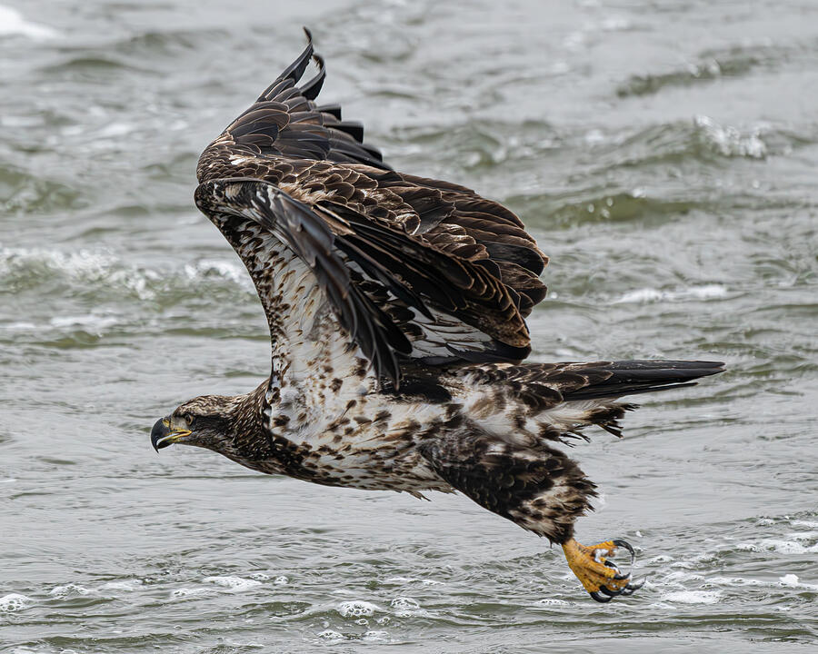 Young Bald Eagle #3 Photograph by Alan Moore Young Bald Eagle #3 Photograph by Alan Moore