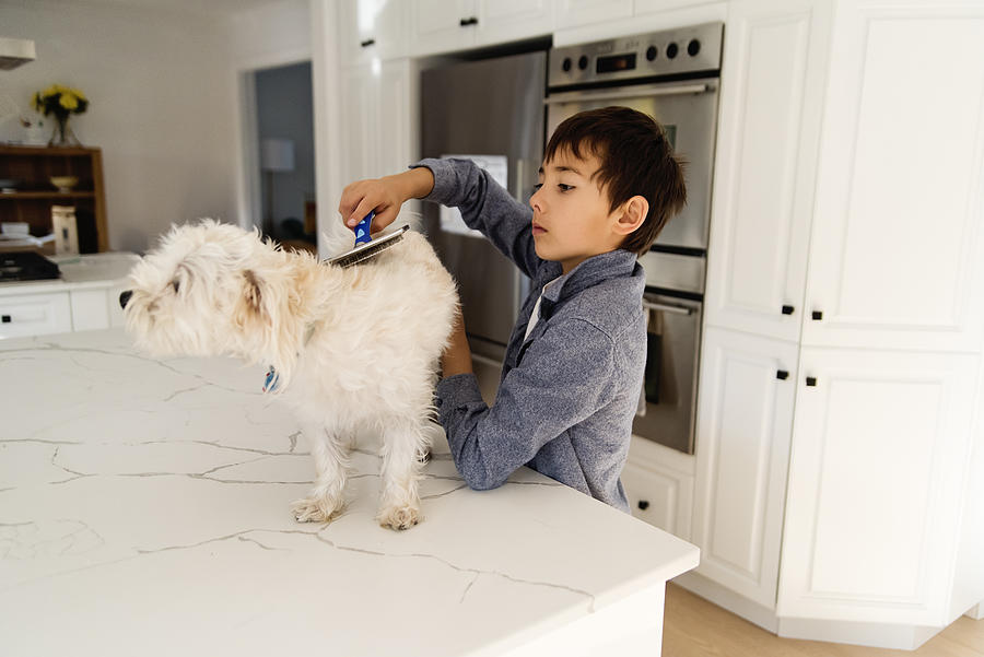Young boy grooming morki dog on kitchen counter. #3 Photograph by Martinedoucet