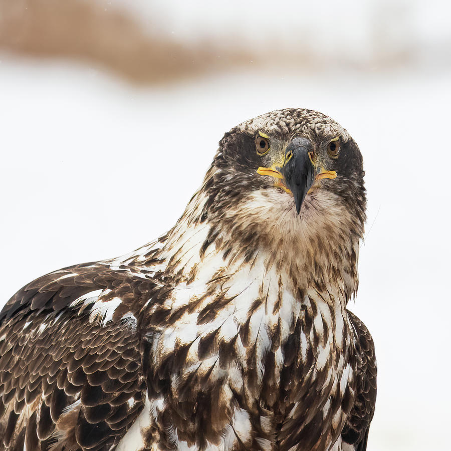 Eagle Photograph - Young Eagle #3 by Paul Freidlund
