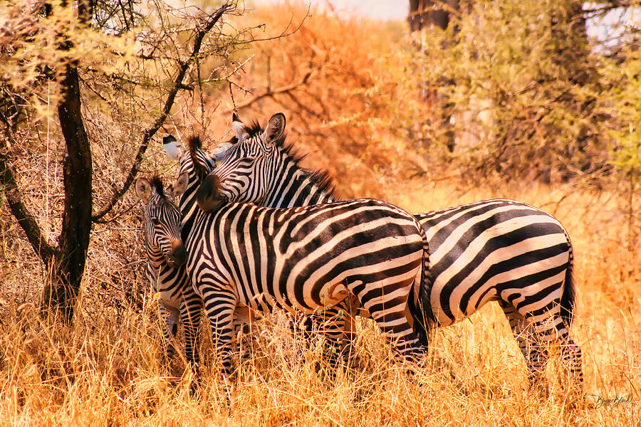 3 Zebras Photograph by Bruce Block