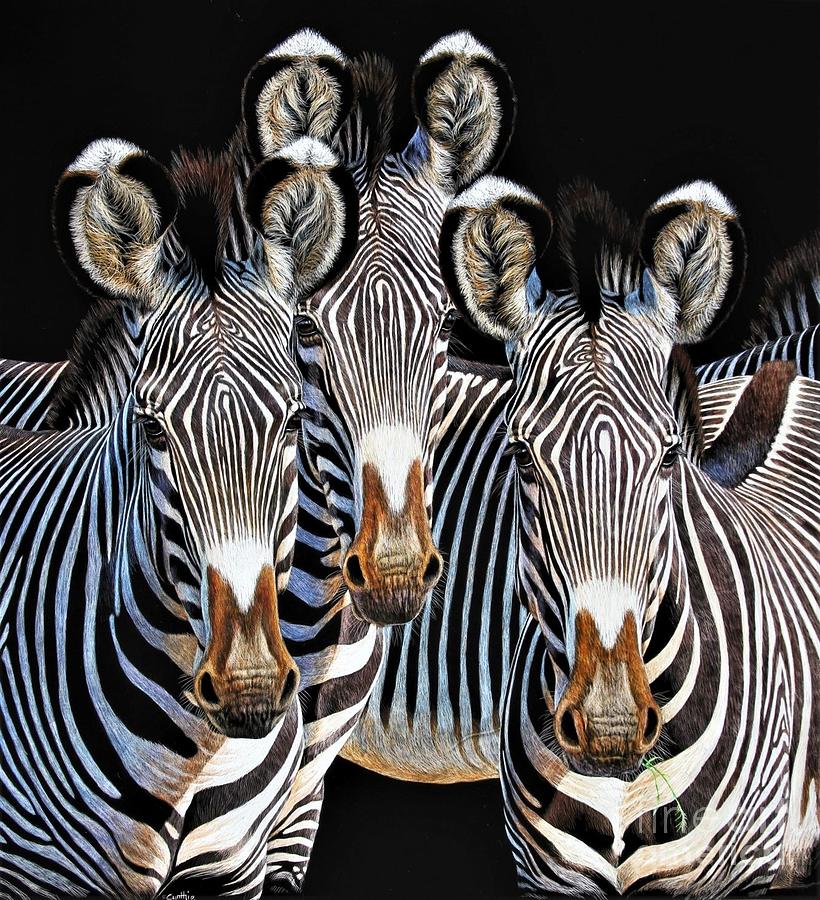 3 Zebras Scratch Board Drawing by Cynthie Fisher