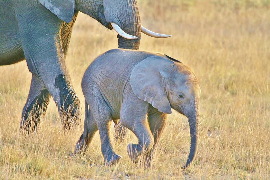 Africa #30 Photograph by John Walsh Africa #30 Photograph by John Walsh